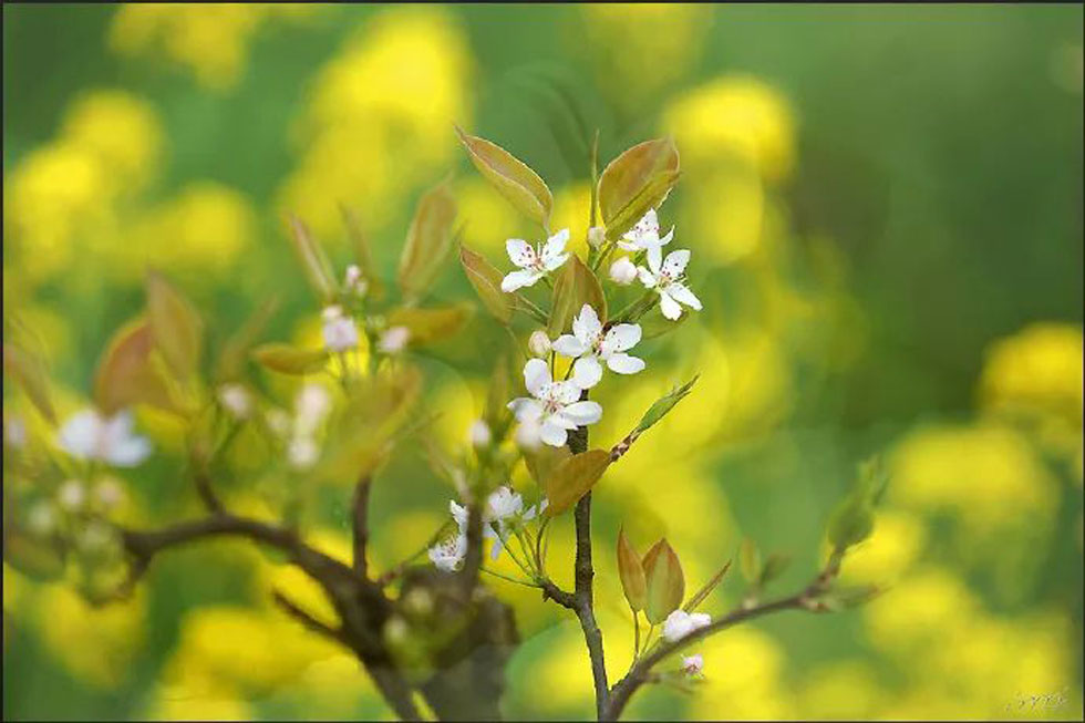【春天,广西桂林灌阳县向您发出邀请!】我们在灌阳看梨花 - 游山玩水 - 忻州生活社区 - 忻州28生活网 xinzhou.28life.com