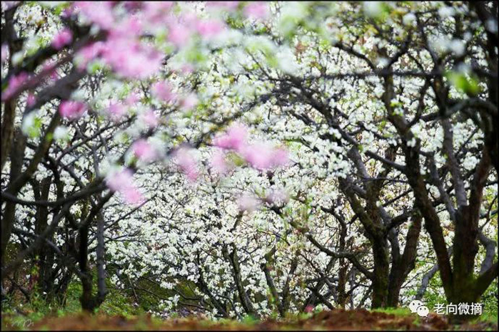 【春天,广西桂林灌阳县向您发出邀请!】我们在灌阳看梨花 - 游山玩水 - 忻州生活社区 - 忻州28生活网 xinzhou.28life.com