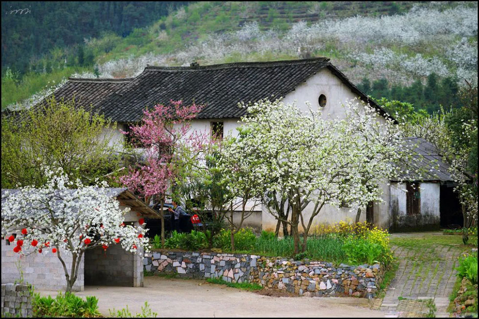 【春天,广西桂林灌阳县向您发出邀请!】我们在灌阳看梨花 - 游山玩水 - 忻州生活社区 - 忻州28生活网 xinzhou.28life.com