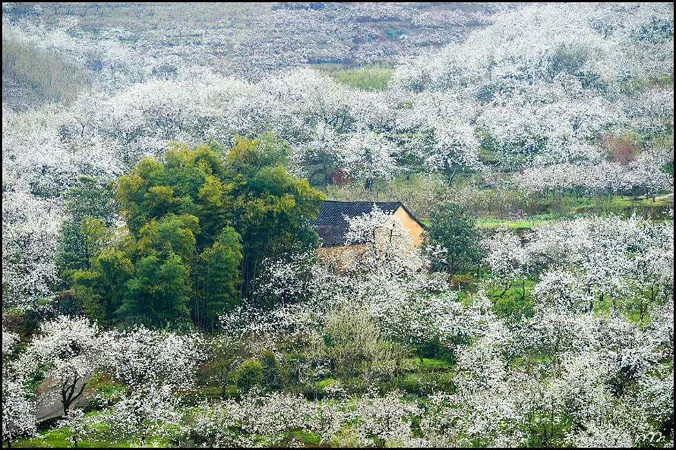 【春天,广西桂林灌阳县向您发出邀请!】我们在灌阳看梨花 - 游山玩水 - 忻州生活社区 - 忻州28生活网 xinzhou.28life.com