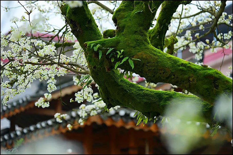 【春天,广西桂林灌阳县向您发出邀请!】我们在灌阳看梨花 - 游山玩水 - 忻州生活社区 - 忻州28生活网 xinzhou.28life.com