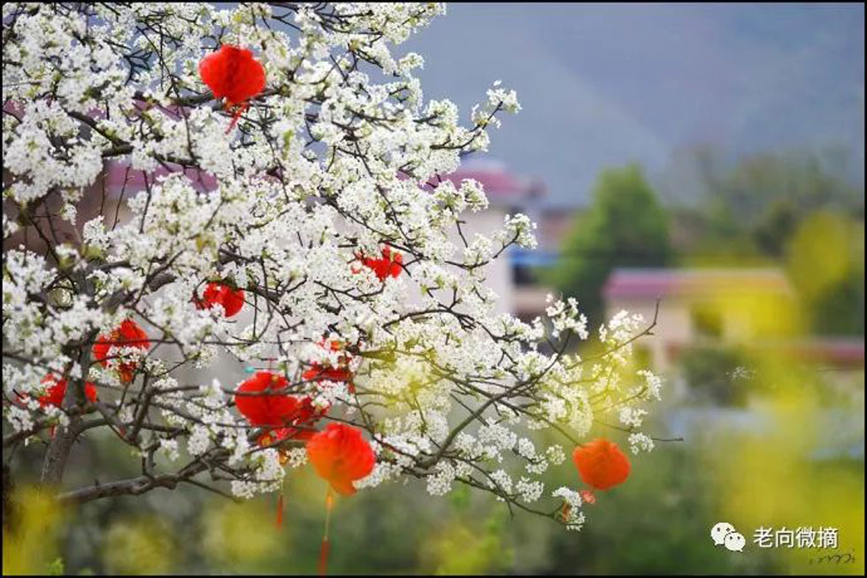 【春天,广西桂林灌阳县向您发出邀请!】我们在灌阳看梨花 - 游山玩水 - 忻州生活社区 - 忻州28生活网 xinzhou.28life.com