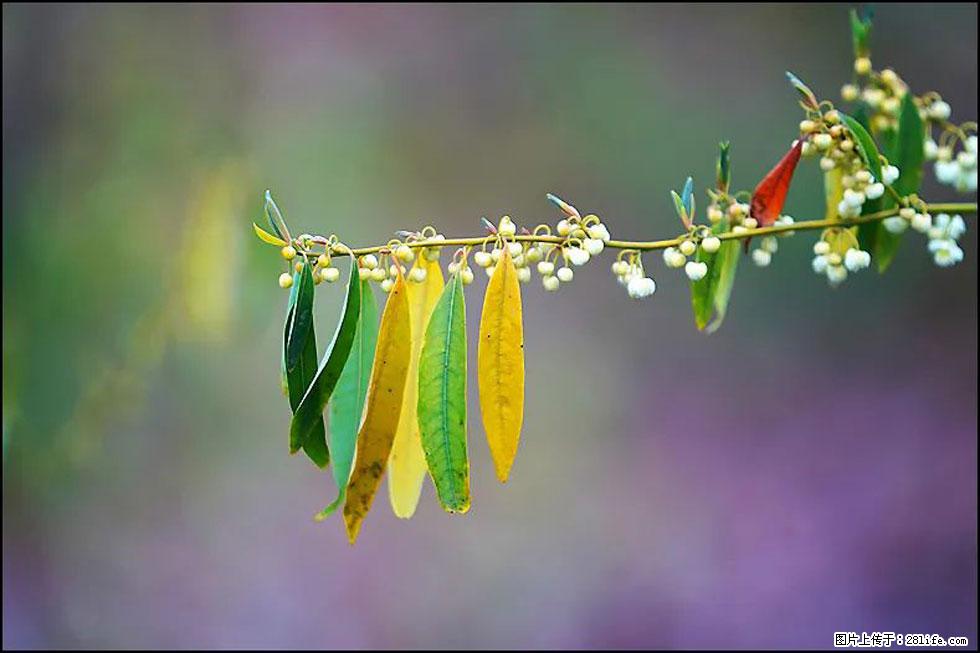 【春天，广西桂林灌阳县向您发出邀请！】米珠山前有片山苍子花在飘香 - 游山玩水 - 忻州生活社区 - 忻州28生活网 xinzhou.28life.com