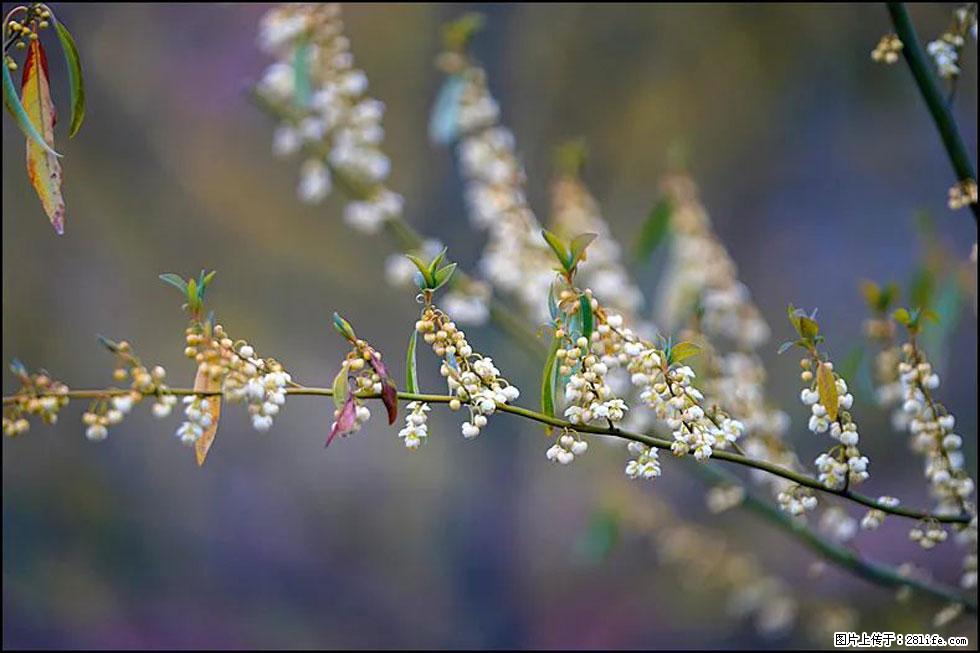 【春天，广西桂林灌阳县向您发出邀请！】米珠山前有片山苍子花在飘香 - 游山玩水 - 忻州生活社区 - 忻州28生活网 xinzhou.28life.com