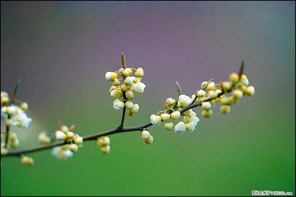 【春天，广西桂林灌阳县向您发出邀请！】米珠山前有片山苍子花在飘香 - 游山玩水 - 忻州生活社区 - 忻州28生活网 xinzhou.28life.com