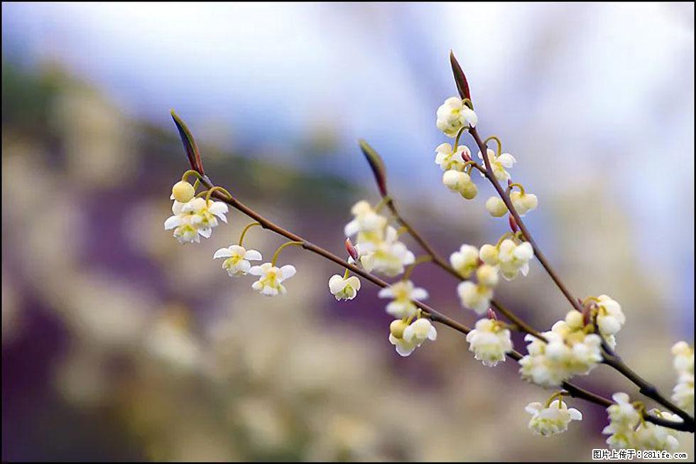 【春天，广西桂林灌阳县向您发出邀请！】米珠山前有片山苍子花在飘香 - 游山玩水 - 忻州生活社区 - 忻州28生活网 xinzhou.28life.com