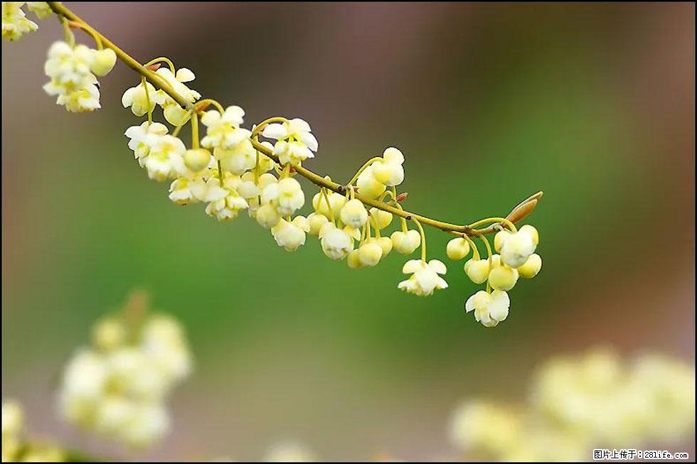 【春天，广西桂林灌阳县向您发出邀请！】米珠山前有片山苍子花在飘香 - 游山玩水 - 忻州生活社区 - 忻州28生活网 xinzhou.28life.com