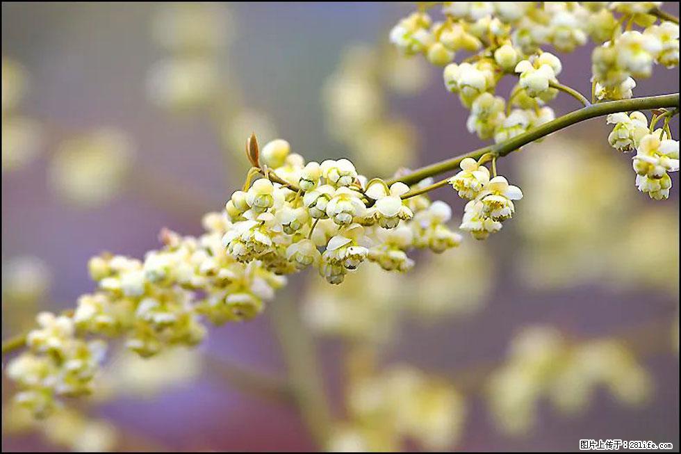 【春天，广西桂林灌阳县向您发出邀请！】米珠山前有片山苍子花在飘香 - 游山玩水 - 忻州生活社区 - 忻州28生活网 xinzhou.28life.com