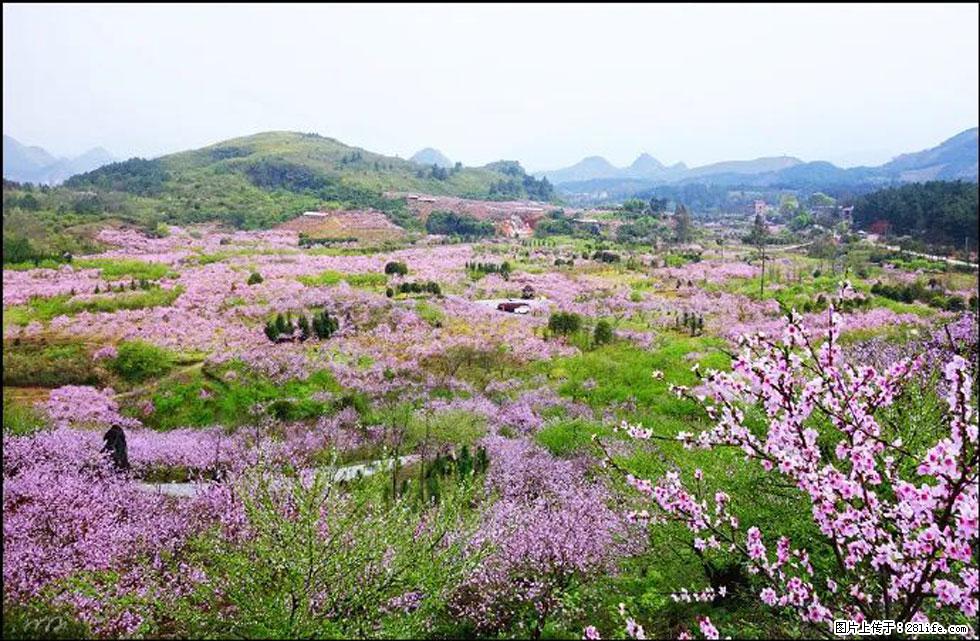【春天,广西桂林灌阳县向您发出邀请!】官庄村有个醉美的桃花园 - 游山玩水 - 忻州生活社区 - 忻州28生活网 xinzhou.28life.com