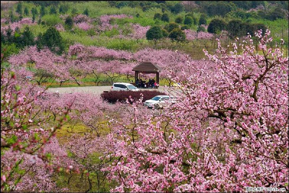 【春天,广西桂林灌阳县向您发出邀请!】官庄村有个醉美的桃花园 - 游山玩水 - 忻州生活社区 - 忻州28生活网 xinzhou.28life.com