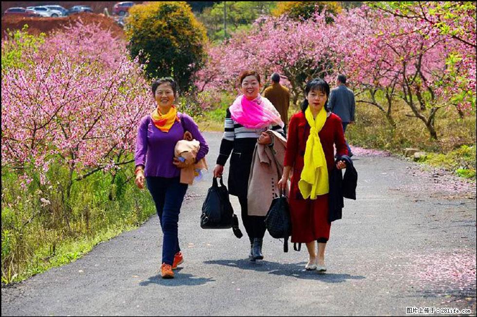 【春天,广西桂林灌阳县向您发出邀请!】官庄村有个醉美的桃花园 - 游山玩水 - 忻州生活社区 - 忻州28生活网 xinzhou.28life.com