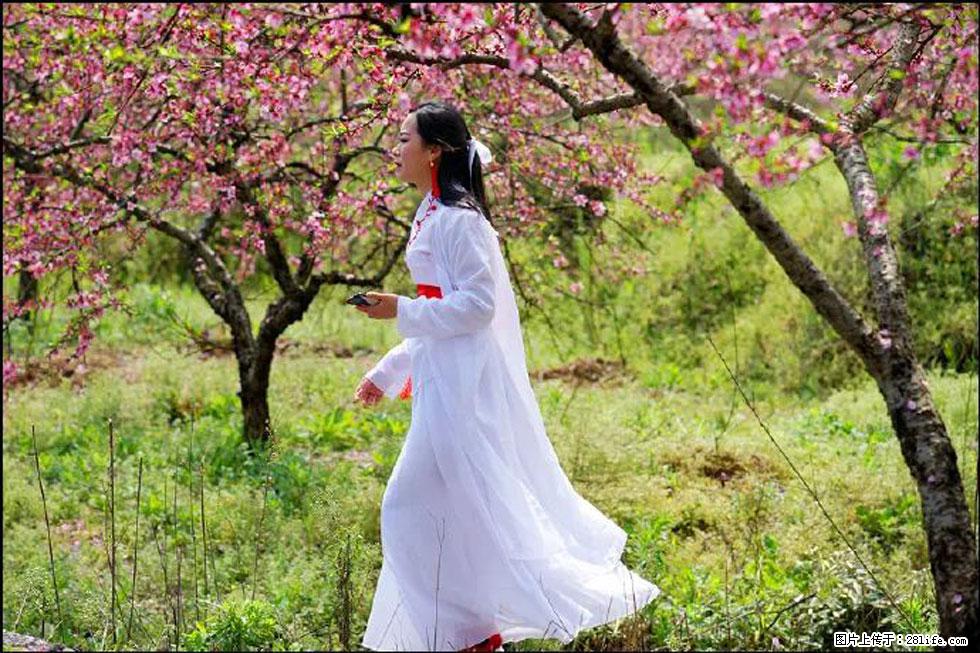 【春天,广西桂林灌阳县向您发出邀请!】官庄村有个醉美的桃花园 - 游山玩水 - 忻州生活社区 - 忻州28生活网 xinzhou.28life.com