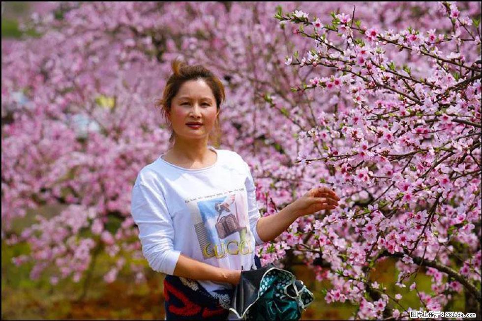 【春天,广西桂林灌阳县向您发出邀请!】官庄村有个醉美的桃花园 - 游山玩水 - 忻州生活社区 - 忻州28生活网 xinzhou.28life.com