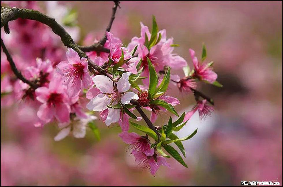 【春天,广西桂林灌阳县向您发出邀请!】官庄村有个醉美的桃花园 - 游山玩水 - 忻州生活社区 - 忻州28生活网 xinzhou.28life.com