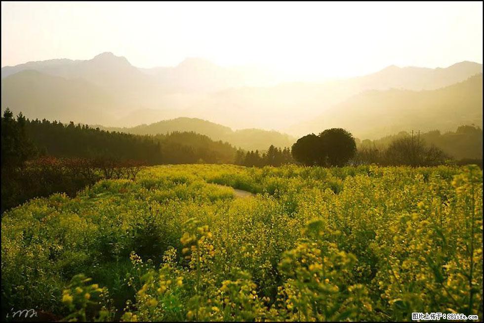 【春天,广西桂林灌阳县向您发出邀请!】长坪村油菜盛情花开 - 游山玩水 - 忻州生活社区 - 忻州28生活网 xinzhou.28life.com