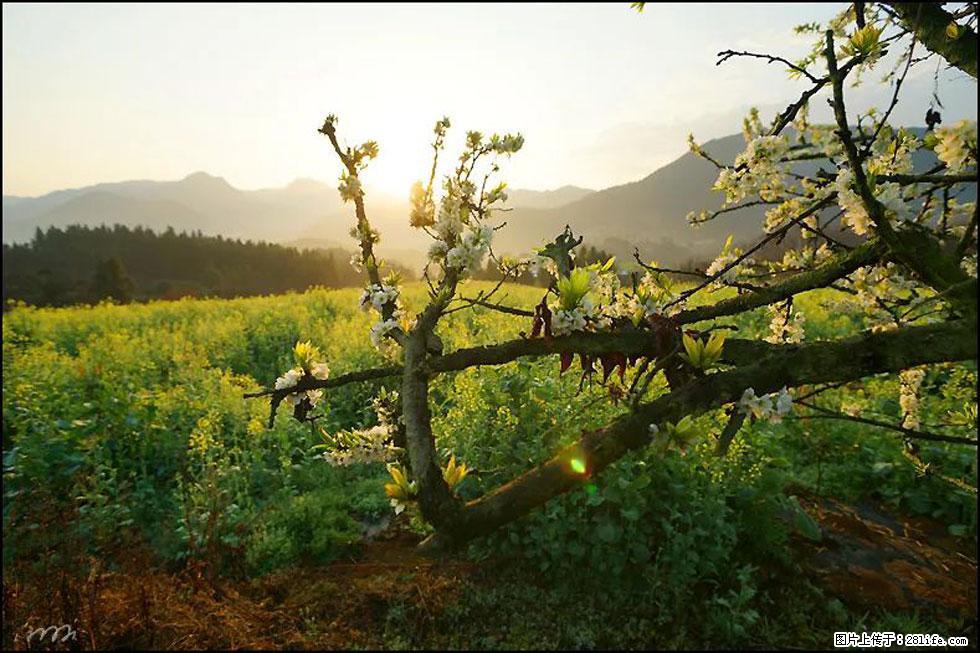 【春天,广西桂林灌阳县向您发出邀请!】长坪村油菜盛情花开 - 游山玩水 - 忻州生活社区 - 忻州28生活网 xinzhou.28life.com