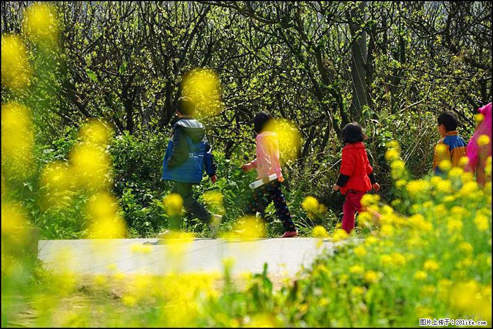 【春天,广西桂林灌阳县向您发出邀请!】长坪村油菜盛情花开 - 游山玩水 - 忻州生活社区 - 忻州28生活网 xinzhou.28life.com