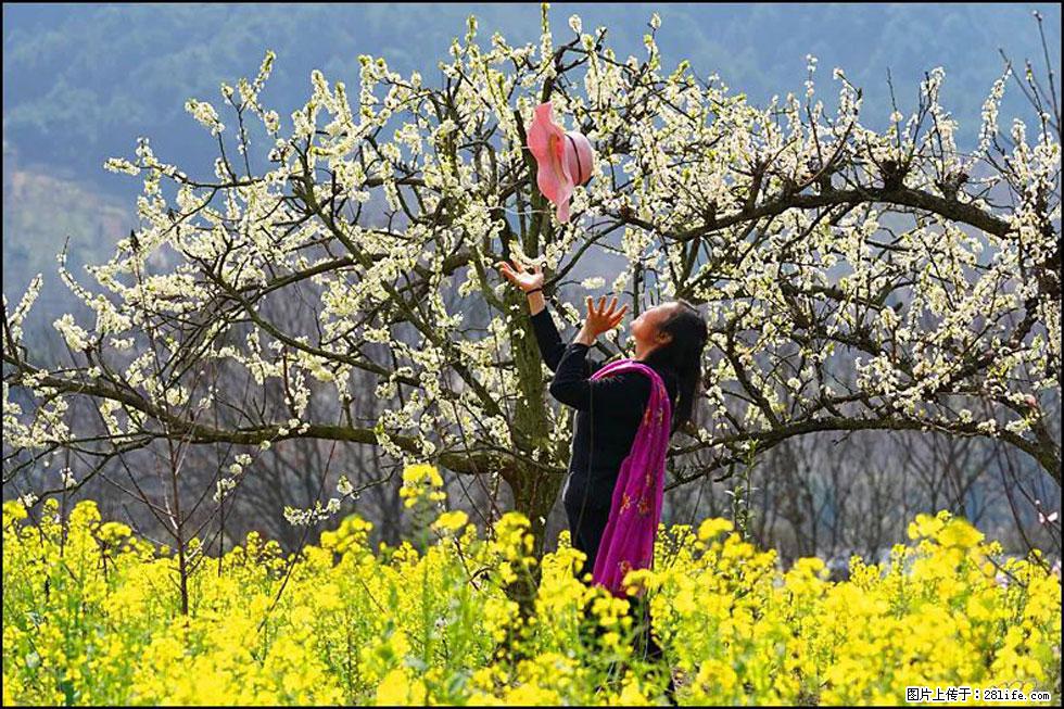 【春天,广西桂林灌阳县向您发出邀请!】长坪村油菜盛情花开 - 游山玩水 - 忻州生活社区 - 忻州28生活网 xinzhou.28life.com