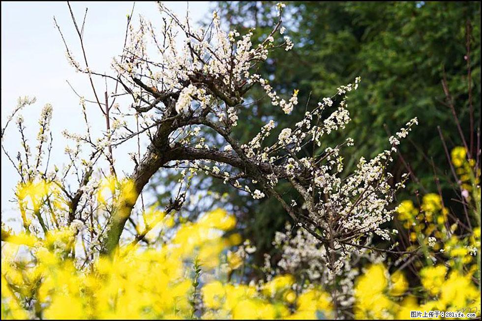 【春天,广西桂林灌阳县向您发出邀请!】长坪村油菜盛情花开 - 游山玩水 - 忻州生活社区 - 忻州28生活网 xinzhou.28life.com