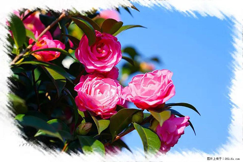 【春天,广西桂林灌阳县向您发出邀请!】杨柳井茶花惹人爱 - 游山玩水 - 忻州生活社区 - 忻州28生活网 xinzhou.28life.com