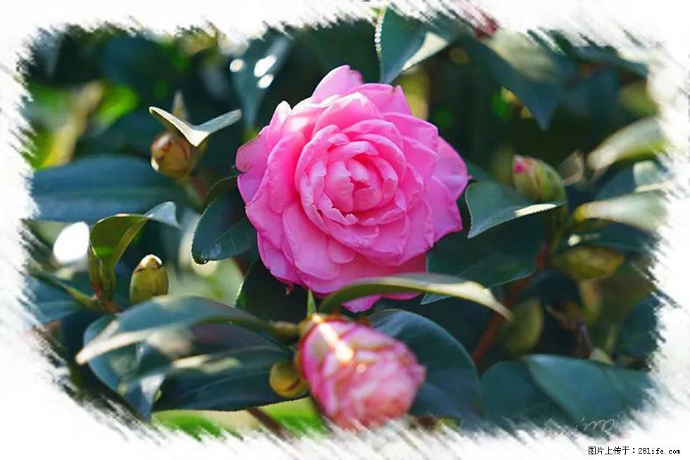 【春天,广西桂林灌阳县向您发出邀请!】杨柳井茶花惹人爱 - 游山玩水 - 忻州生活社区 - 忻州28生活网 xinzhou.28life.com