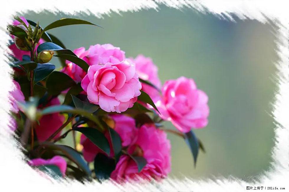 【春天,广西桂林灌阳县向您发出邀请!】杨柳井茶花惹人爱 - 游山玩水 - 忻州生活社区 - 忻州28生活网 xinzhou.28life.com