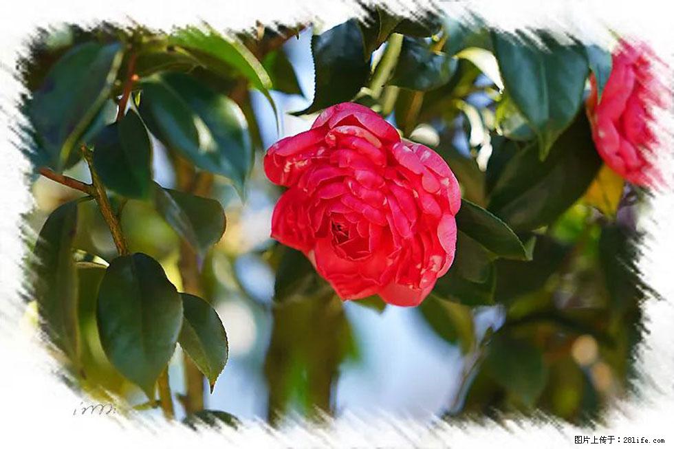 【春天,广西桂林灌阳县向您发出邀请!】杨柳井茶花惹人爱 - 游山玩水 - 忻州生活社区 - 忻州28生活网 xinzhou.28life.com