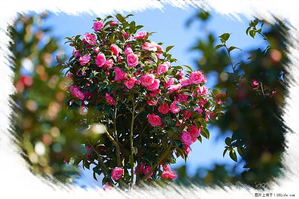 【春天,广西桂林灌阳县向您发出邀请!】杨柳井茶花惹人爱 - 游山玩水 - 忻州生活社区 - 忻州28生活网 xinzhou.28life.com