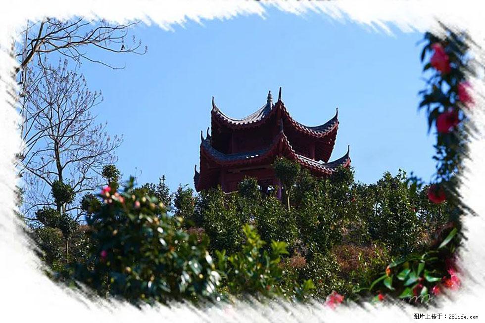 【春天,广西桂林灌阳县向您发出邀请!】杨柳井茶花惹人爱 - 游山玩水 - 忻州生活社区 - 忻州28生活网 xinzhou.28life.com