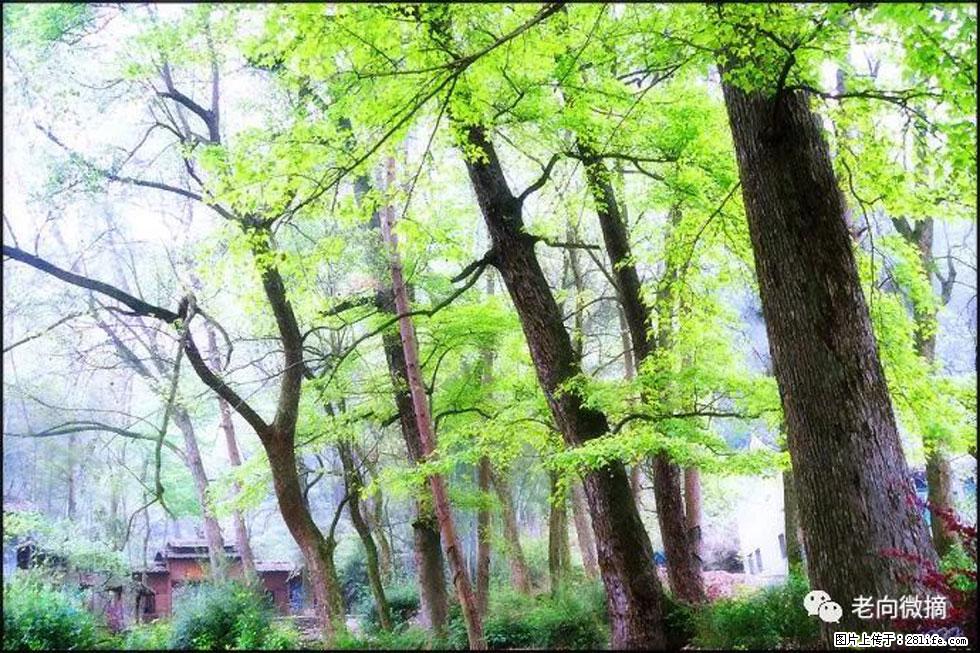 【春天,广西桂林灌阳县向您发出邀请!】在小龙村与春天约会 - 游山玩水 - 忻州生活社区 - 忻州28生活网 xinzhou.28life.com