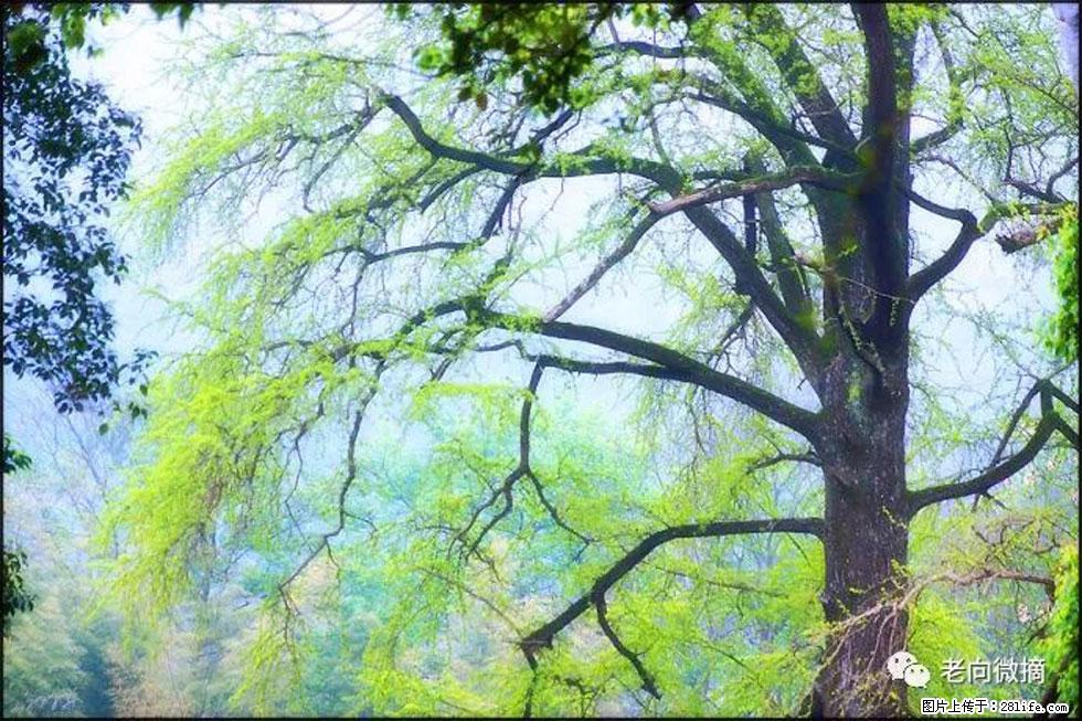 【春天,广西桂林灌阳县向您发出邀请!】在小龙村与春天约会 - 游山玩水 - 忻州生活社区 - 忻州28生活网 xinzhou.28life.com