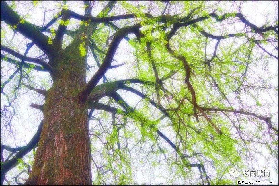 【春天,广西桂林灌阳县向您发出邀请!】在小龙村与春天约会 - 游山玩水 - 忻州生活社区 - 忻州28生活网 xinzhou.28life.com