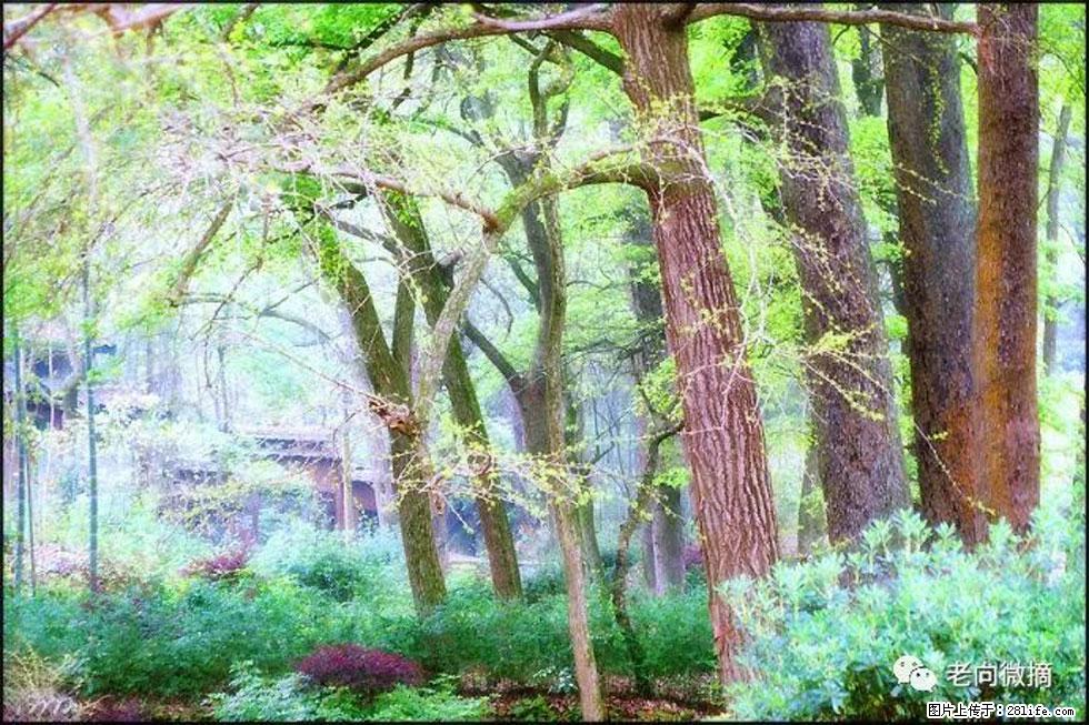 【春天,广西桂林灌阳县向您发出邀请!】在小龙村与春天约会 - 游山玩水 - 忻州生活社区 - 忻州28生活网 xinzhou.28life.com