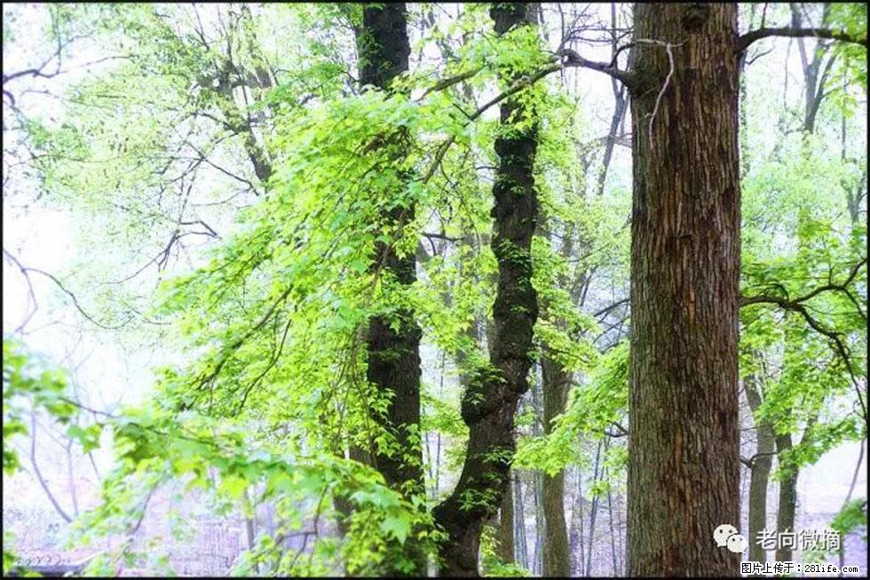 【春天,广西桂林灌阳县向您发出邀请!】在小龙村与春天约会 - 游山玩水 - 忻州生活社区 - 忻州28生活网 xinzhou.28life.com