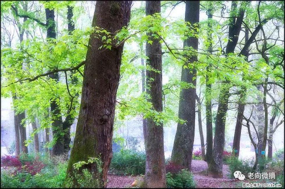 【春天,广西桂林灌阳县向您发出邀请!】在小龙村与春天约会 - 游山玩水 - 忻州生活社区 - 忻州28生活网 xinzhou.28life.com