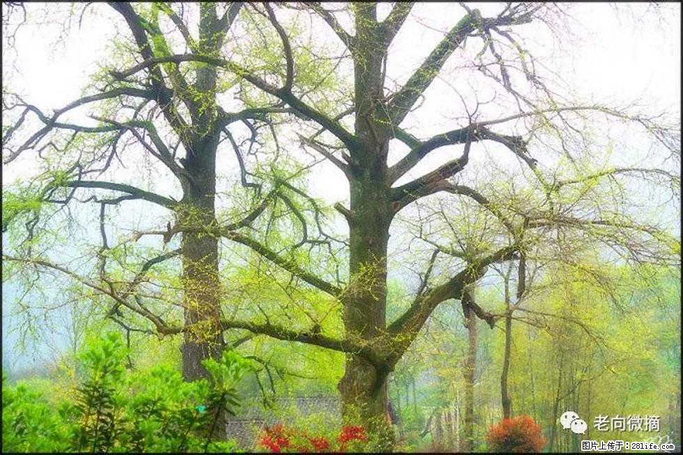 【春天,广西桂林灌阳县向您发出邀请!】在小龙村与春天约会 - 游山玩水 - 忻州生活社区 - 忻州28生活网 xinzhou.28life.com