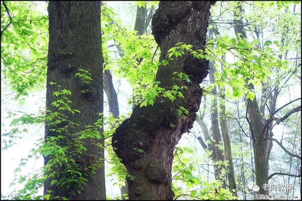 【春天,广西桂林灌阳县向您发出邀请!】在小龙村与春天约会 - 游山玩水 - 忻州生活社区 - 忻州28生活网 xinzhou.28life.com