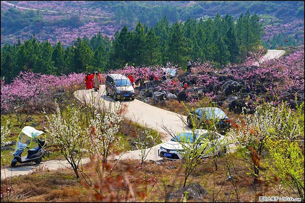 【春天,广西桂林灌阳县向您发出邀请!】望月岭上桃花开 - 游山玩水 - 忻州生活社区 - 忻州28生活网 xinzhou.28life.com