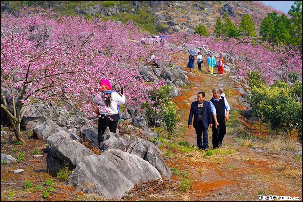 【春天,广西桂林灌阳县向您发出邀请!】望月岭上桃花开 - 游山玩水 - 忻州生活社区 - 忻州28生活网 xinzhou.28life.com