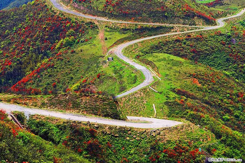 【春天,广西桂林灌阳县向您发出邀请!】春木界上映山红 - 游山玩水 - 忻州生活社区 - 忻州28生活网 xinzhou.28life.com