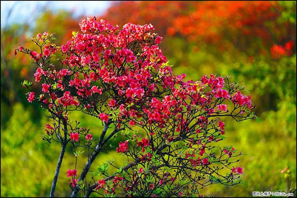 【春天,广西桂林灌阳县向您发出邀请!】春木界上映山红 - 游山玩水 - 忻州生活社区 - 忻州28生活网 xinzhou.28life.com