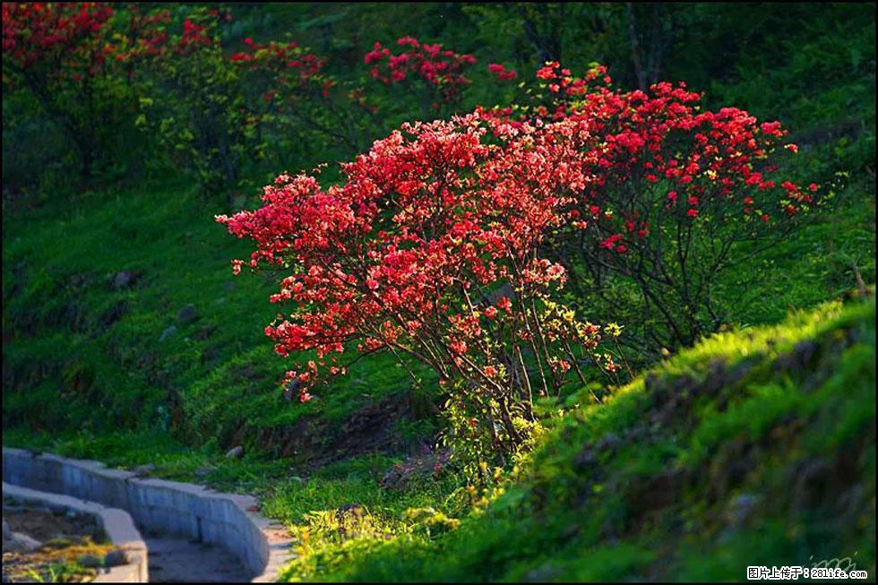 【春天,广西桂林灌阳县向您发出邀请!】春木界上映山红 - 游山玩水 - 忻州生活社区 - 忻州28生活网 xinzhou.28life.com