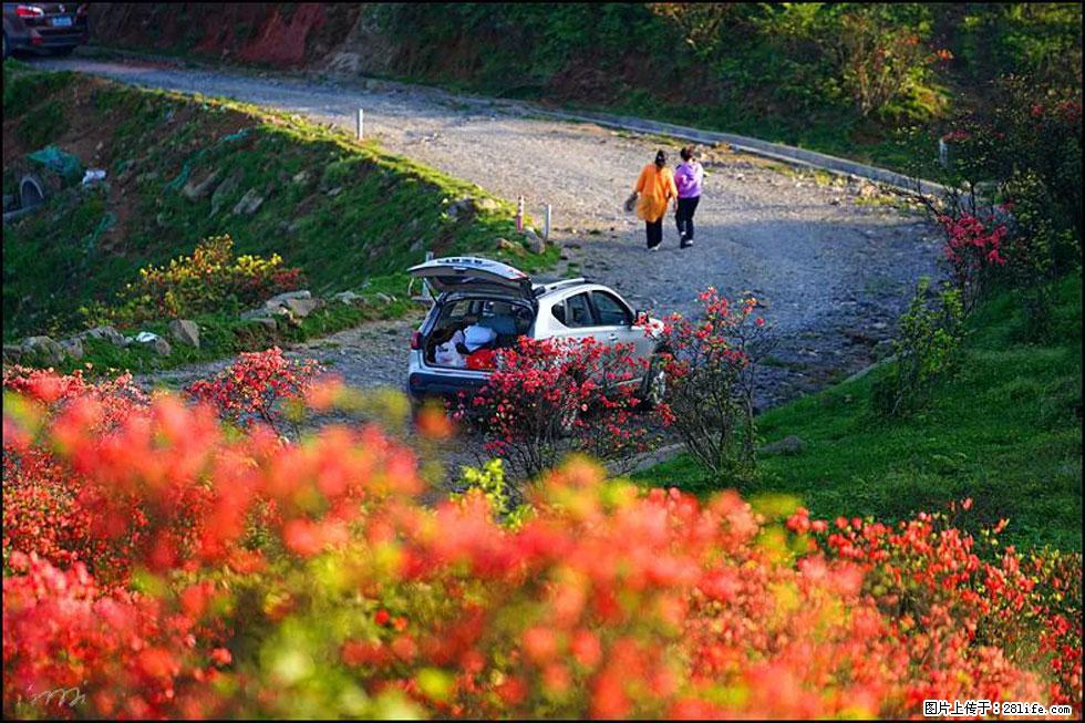 【春天,广西桂林灌阳县向您发出邀请!】春木界上映山红 - 游山玩水 - 忻州生活社区 - 忻州28生活网 xinzhou.28life.com