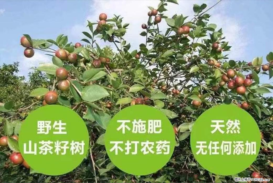 【灌阳县油茶产业示范区】一个有着充实的精神生活的人，对待身外之物自会有一种淡泊的态度 - 美食天地 - 忻州生活社区 - 忻州28生活网 xinzhou.28life.com