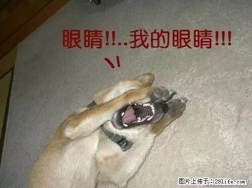 笑癫了!一女的怀孕三年未生,他终于忍不住了... - 娱乐八卦 - 忻州生活社区 - 忻州28生活网 xinzhou.28life.com