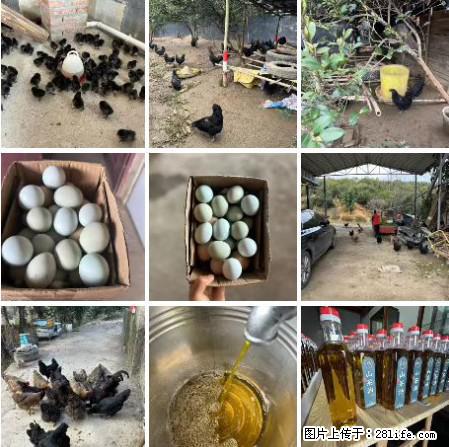 油茶园从小鸡仔开始养起的纯土鸡、土鸡蛋可以预定啦!还有前几天刚榨的纯山茶油哦 - 美食天地 - 忻州生活社区 - 忻州28生活网 xinzhou.28life.com