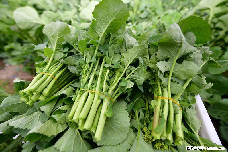 这些蔬菜是“天然钙片”,这6种被医生重点推荐 - 忻州生活资讯 - 忻州28生活网 xinzhou.28life.com